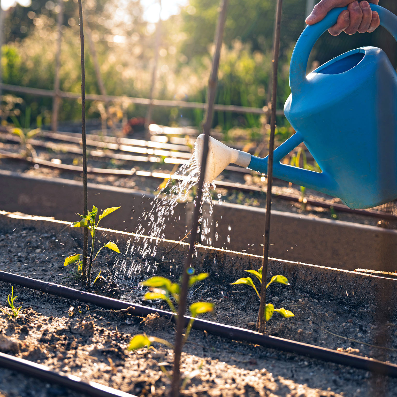 Farmer watering the orchard at sunset