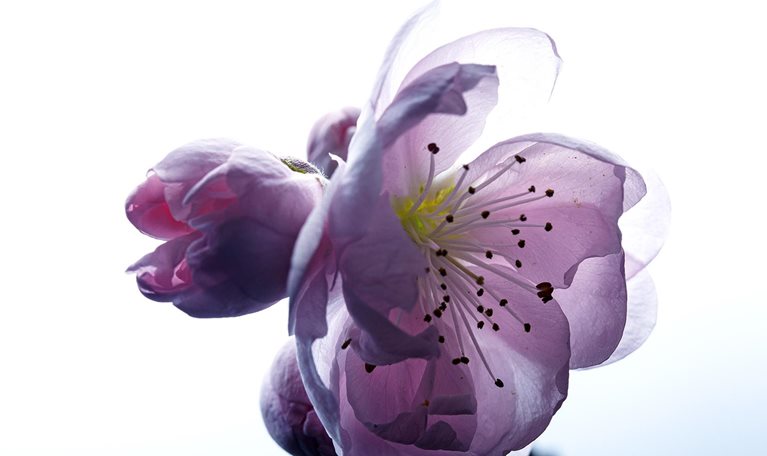 Close up image of a soft peach blossom with translucent petals.