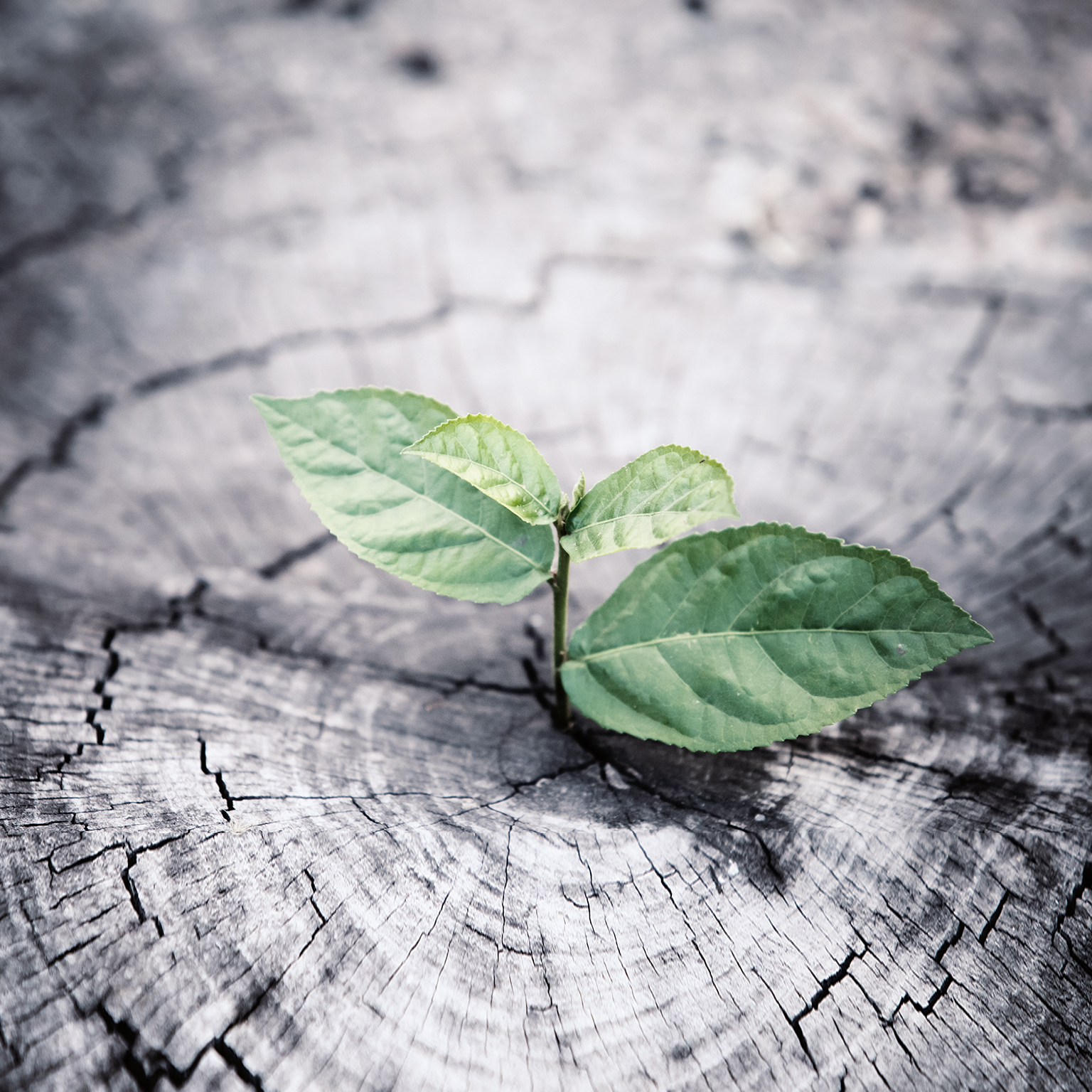 B2B commercial analytics: What outperformers do