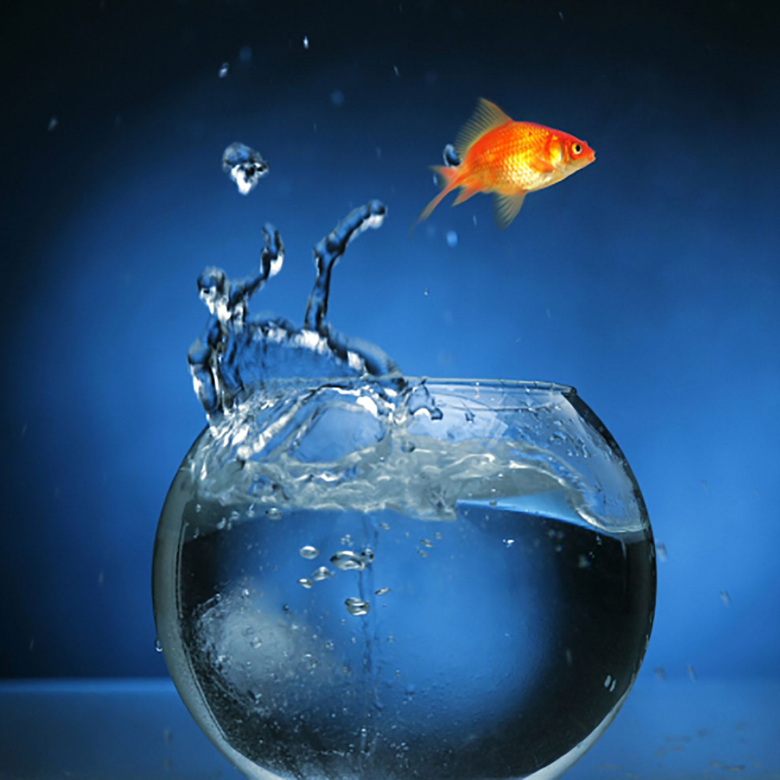 Image_hero-can-a-goldfish-app