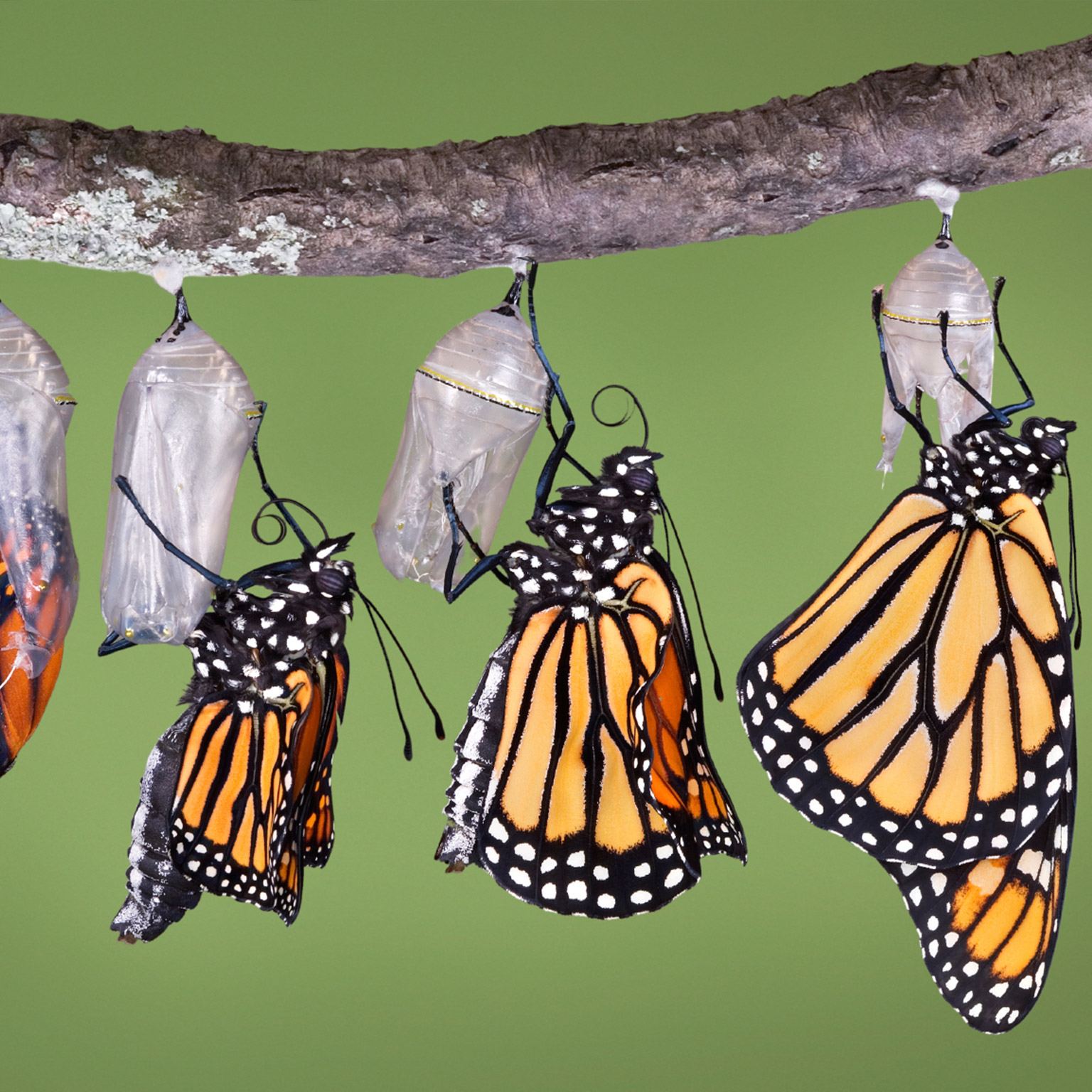 Image_hero-rebirth-cmo-app