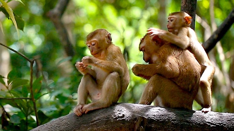 monkeys sitting on a branch
