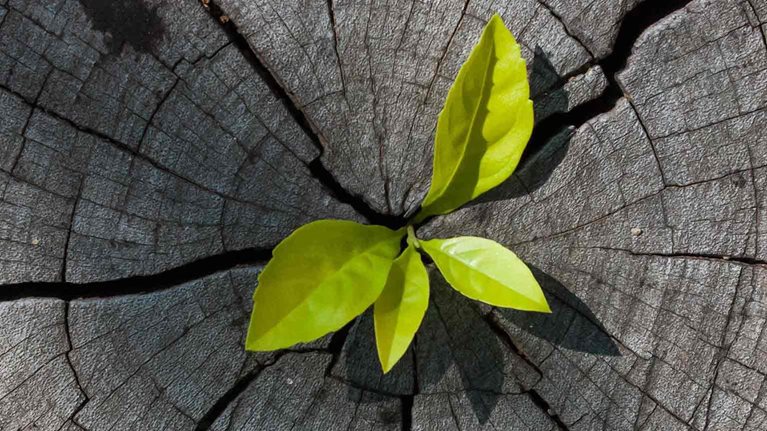 Setting an agenda for organic growth in the digital age