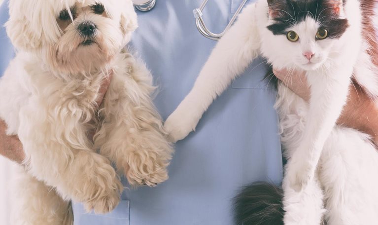 Bringing an animal health business into the fold