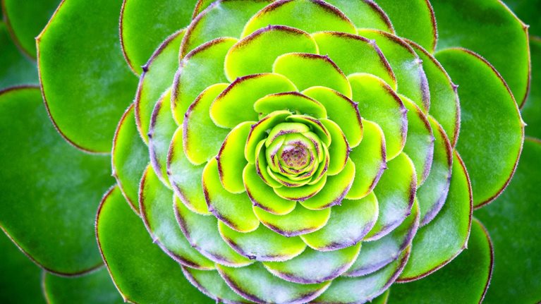 Image of a vibrant green succulent plant.