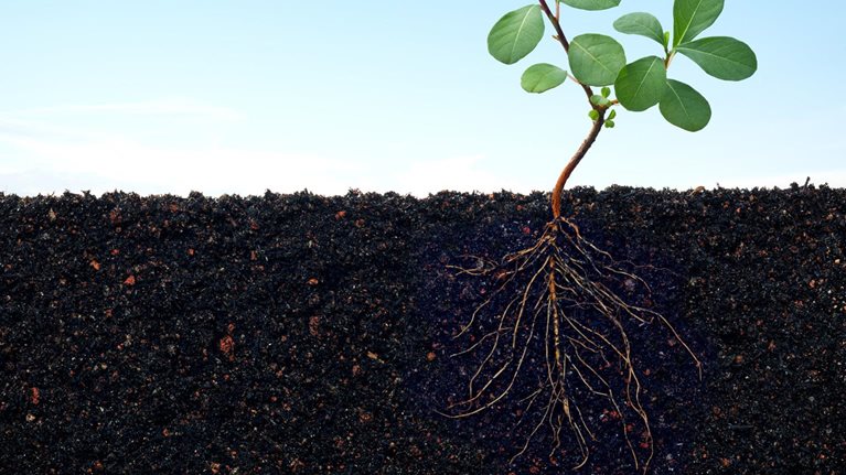 Plant growing in soil