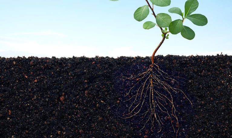 Plant growing in soil