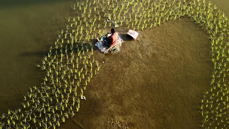 Shaping individual development along the S-curve