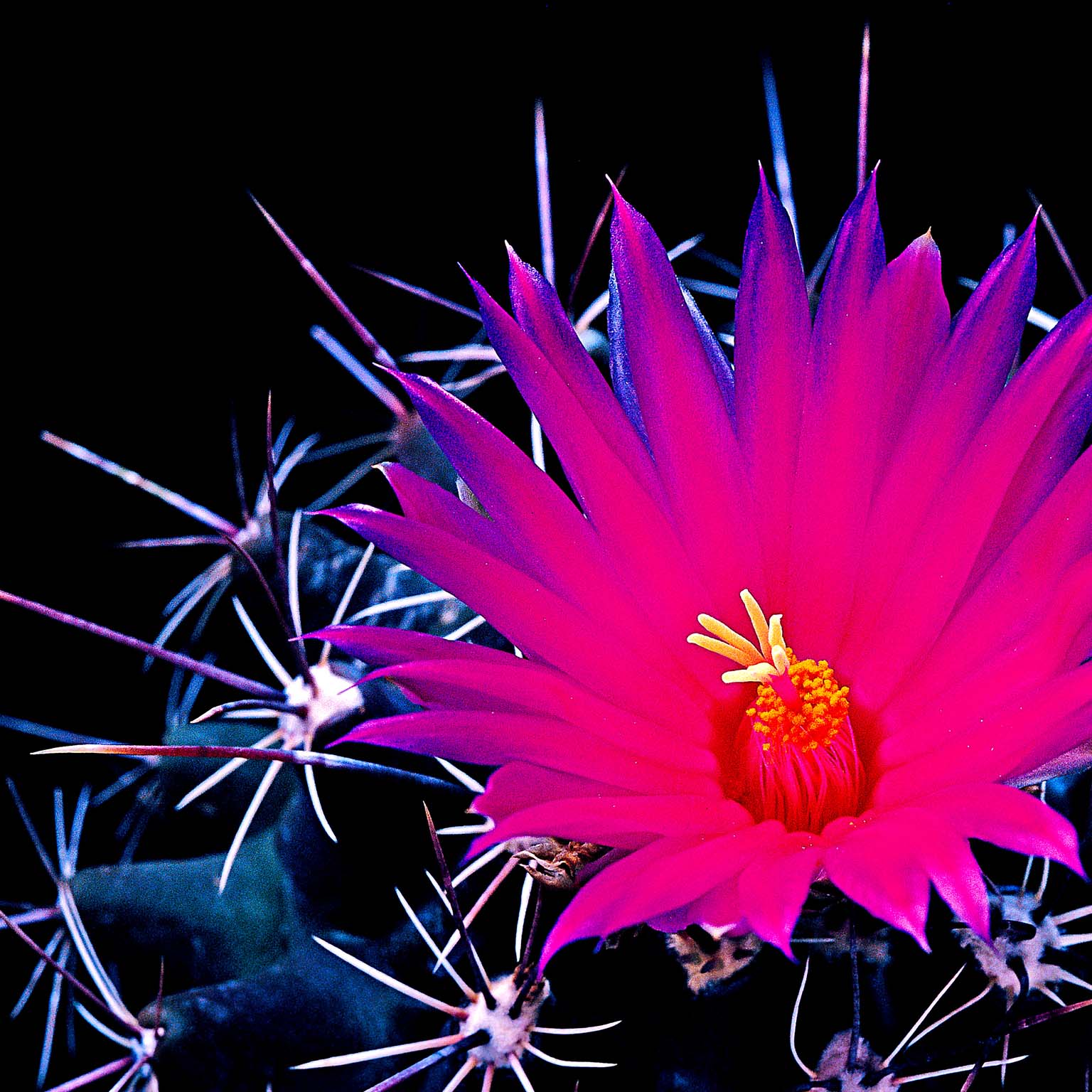 Close-up of a bright pink cactus flower with yellow center, surrounded by sharp spines against a black background.