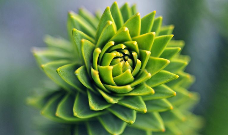 A tight focus shot of a the top of a monkey puzzle tree with the leaves receding out of focus in a spiral pattern.