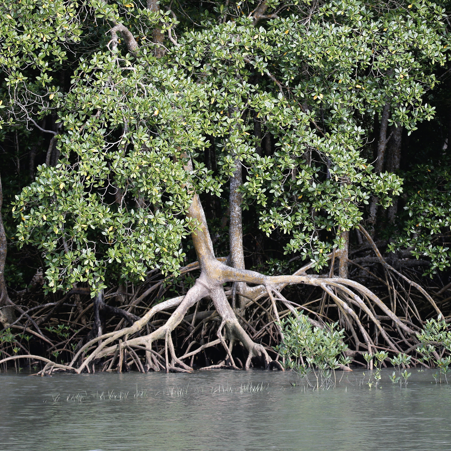 Mangrove forest