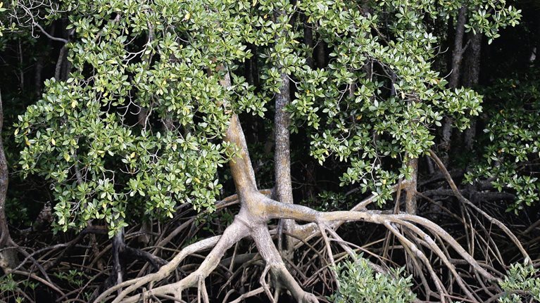 Mangrove forest