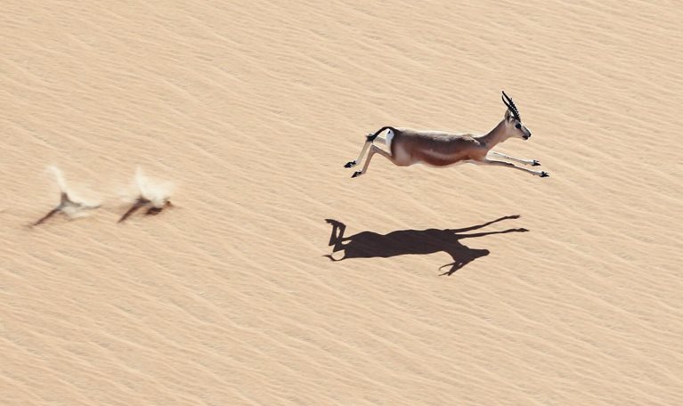 Agile business portfolio management