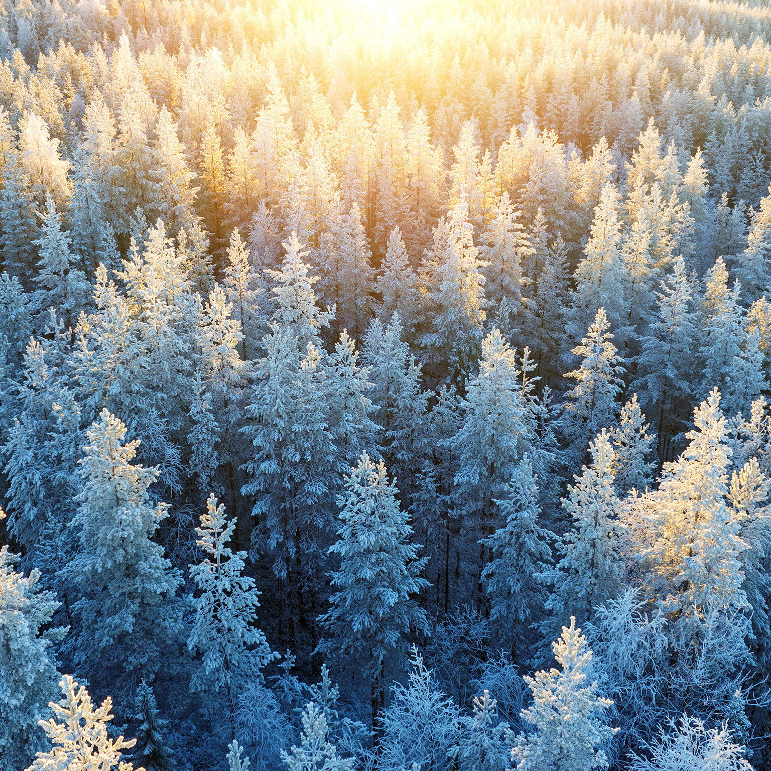 Aerial photo of sunlight over pine tree forest in freezing weather of Lapland, Finland.