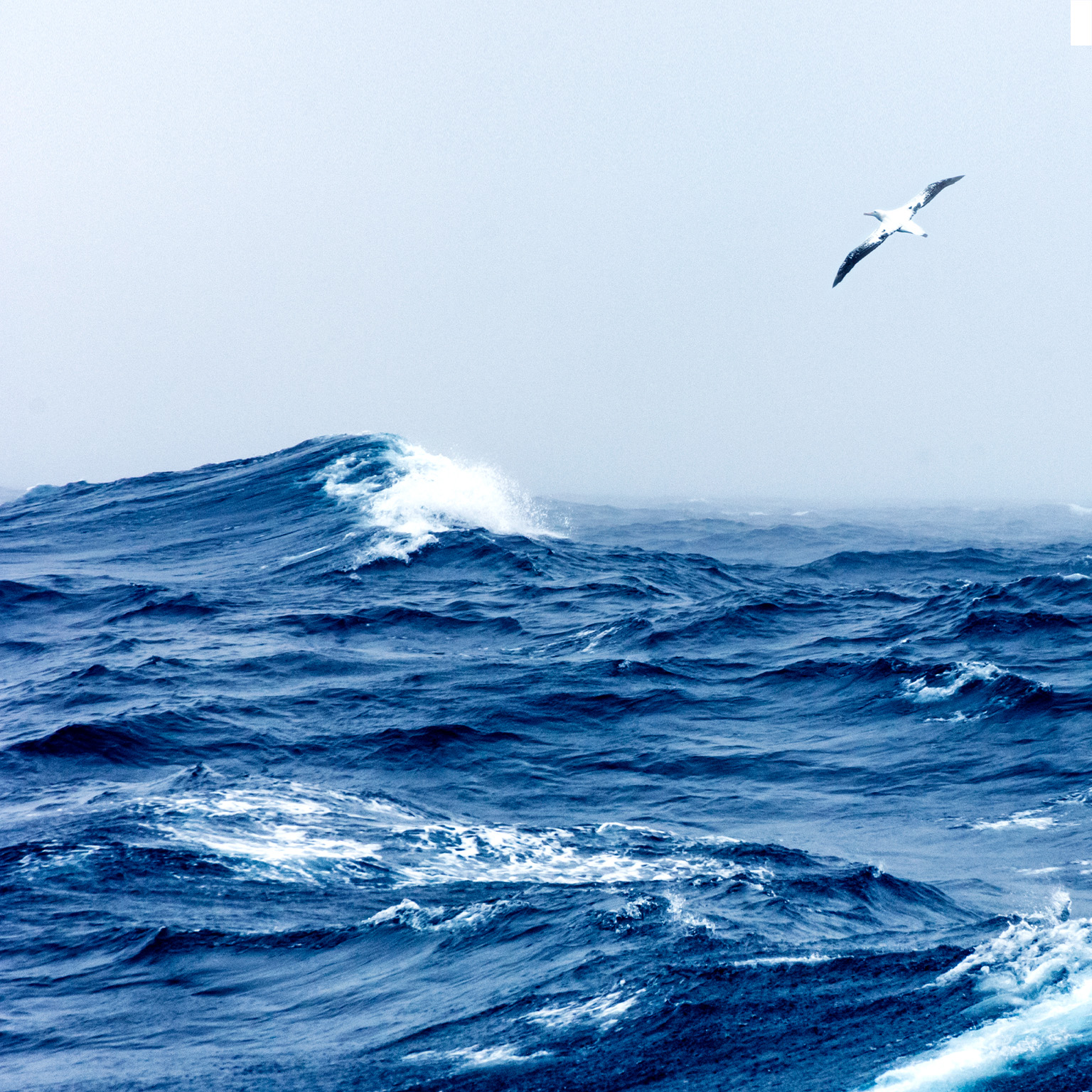 Wandering Albatross in flight over a rough sea