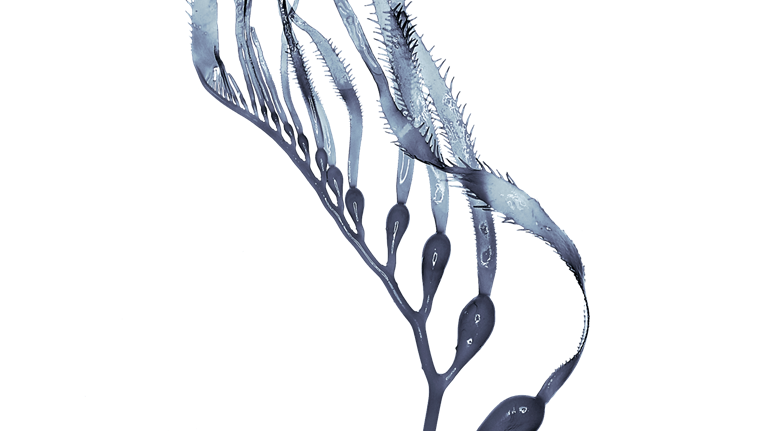 Kelp