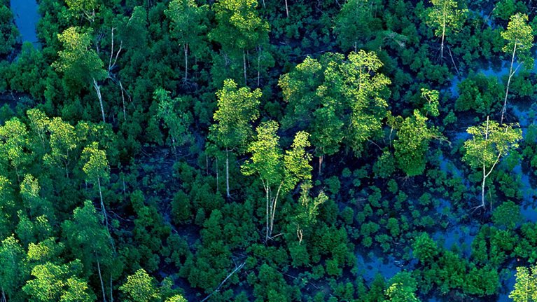 Aerial view of trees and water