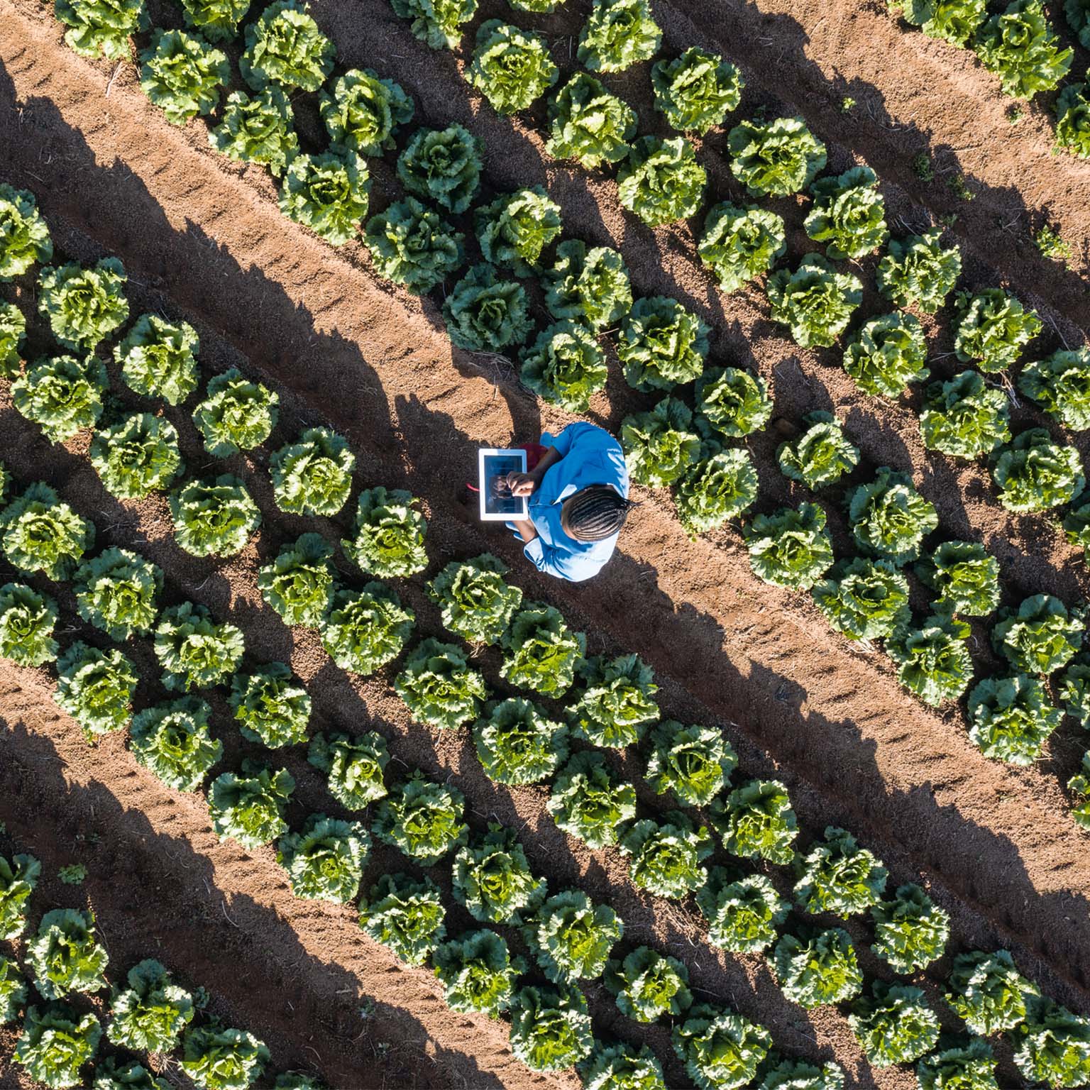 Aerial view of farmer using a digital tablet monitoring vegetables on farm