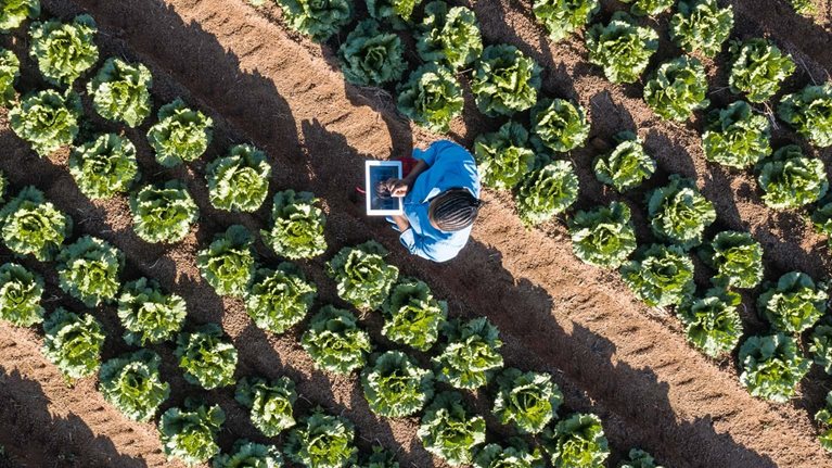Aerial view of farmer using a digital tablet monitoring vegetables on farm