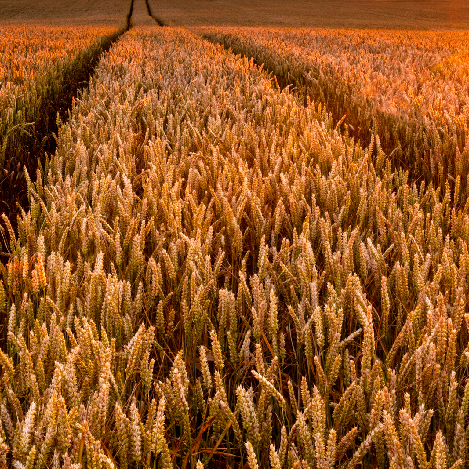 Net-Zero Food Sector