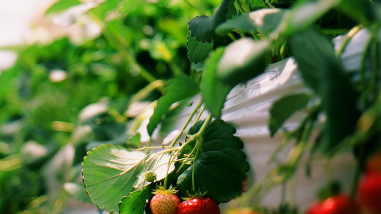 q16_web_danone_131708478_1536x1536_Standard