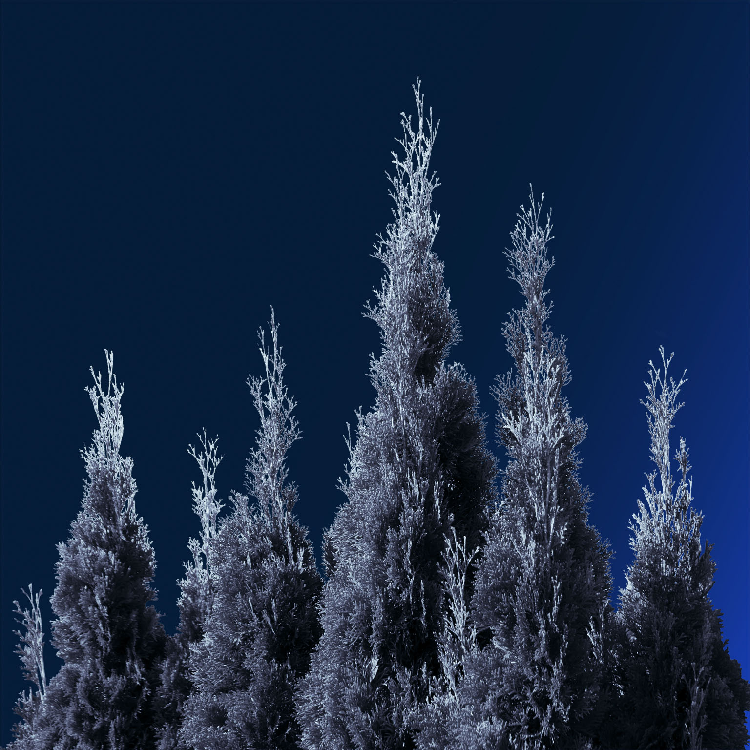 Beyond decarbonization Scaling investment in natural capital and carbon removals