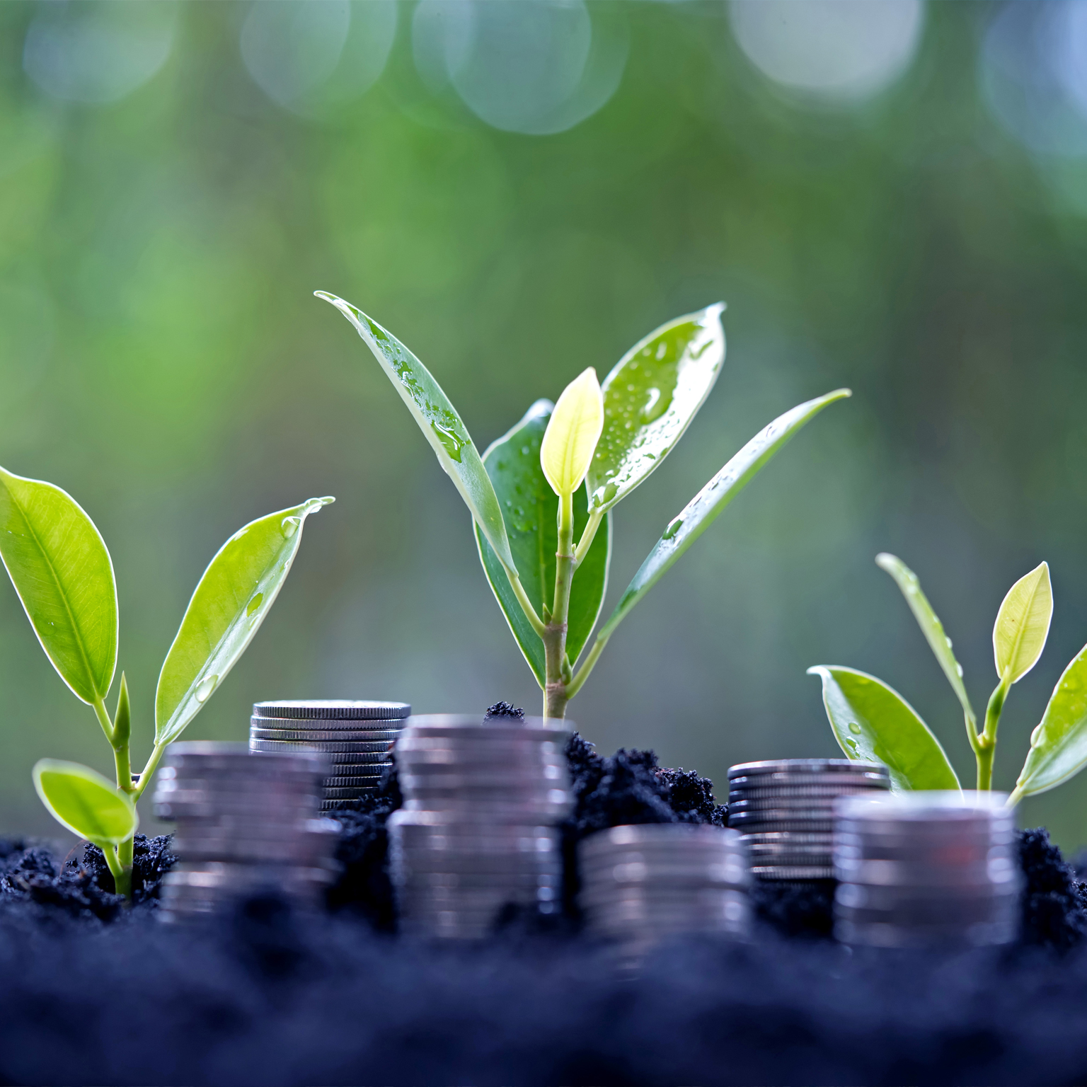 Several stacks of coins with green tree growth sprouting behind them; Concept of financial growth.