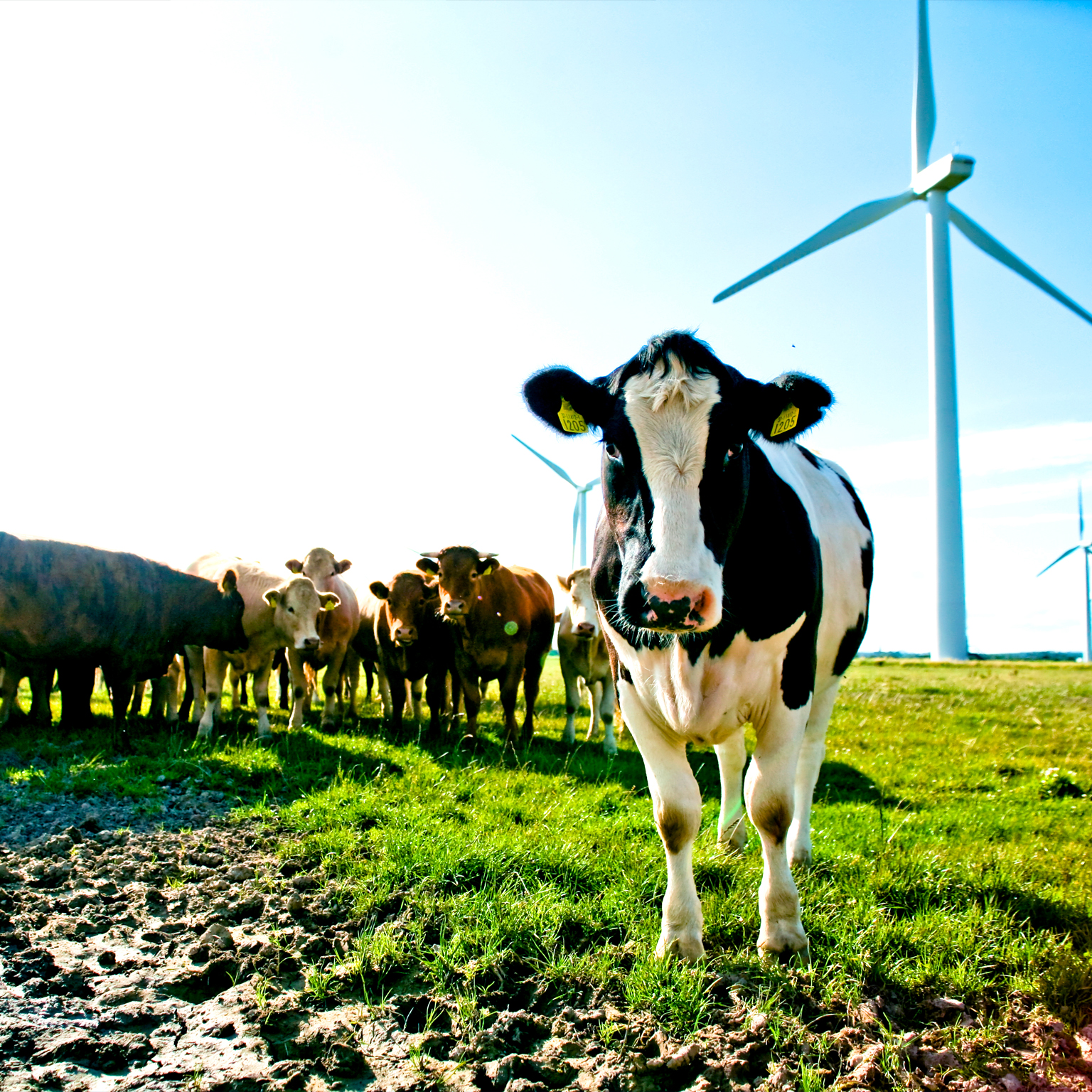 Cows in a field with wind turbines in the background.