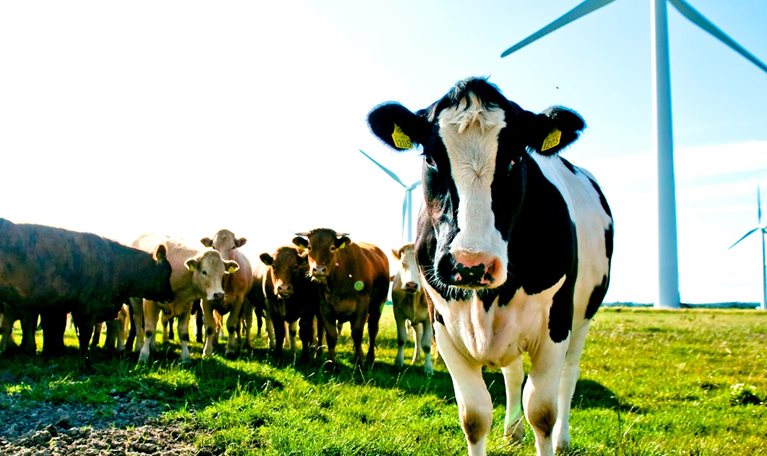 Cows in a field with wind turbines in the background.