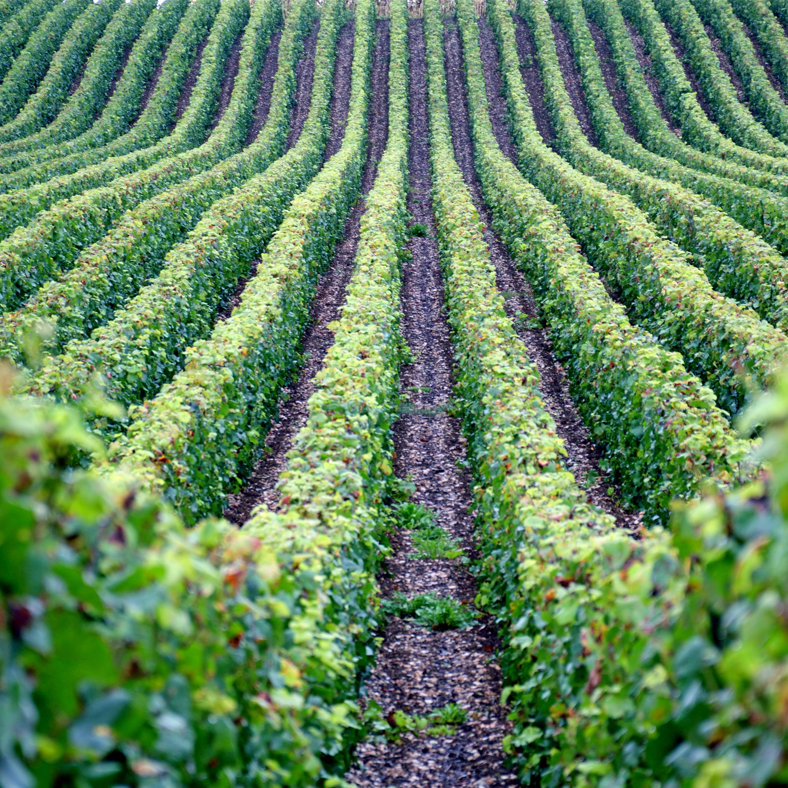 Vineyards in the French region of Champagne, more precisely in the Cote des Bars area, near Troyes. - stock photo