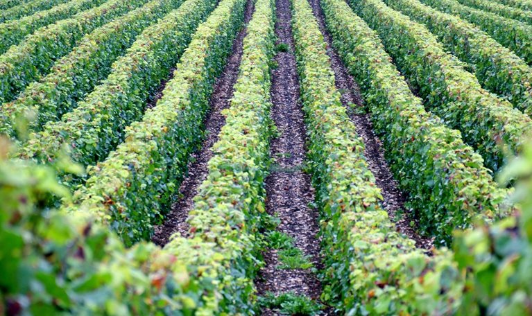 Vineyards in the French region of Champagne, more precisely in the Cote des Bars area, near Troyes. - stock photo