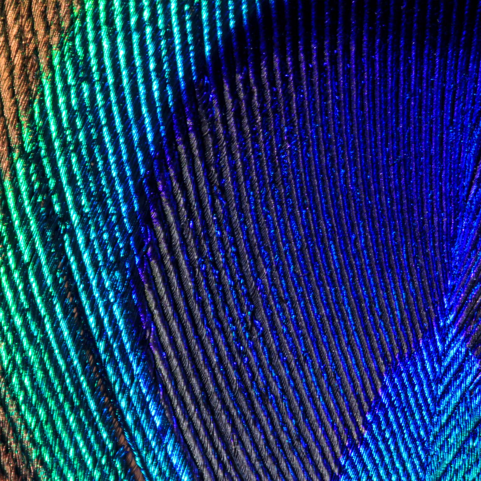 Extreme close up of a peacock tail feather showing details and markings in vibrant colors 