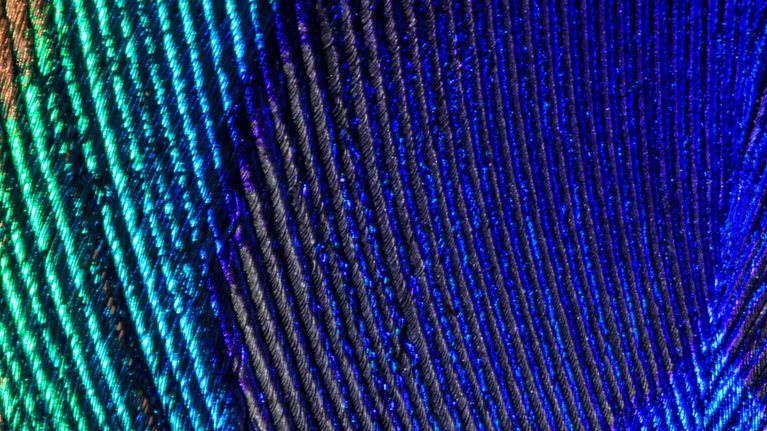 Extreme close up of a peacock tail feather showing details and markings in vibrant colors