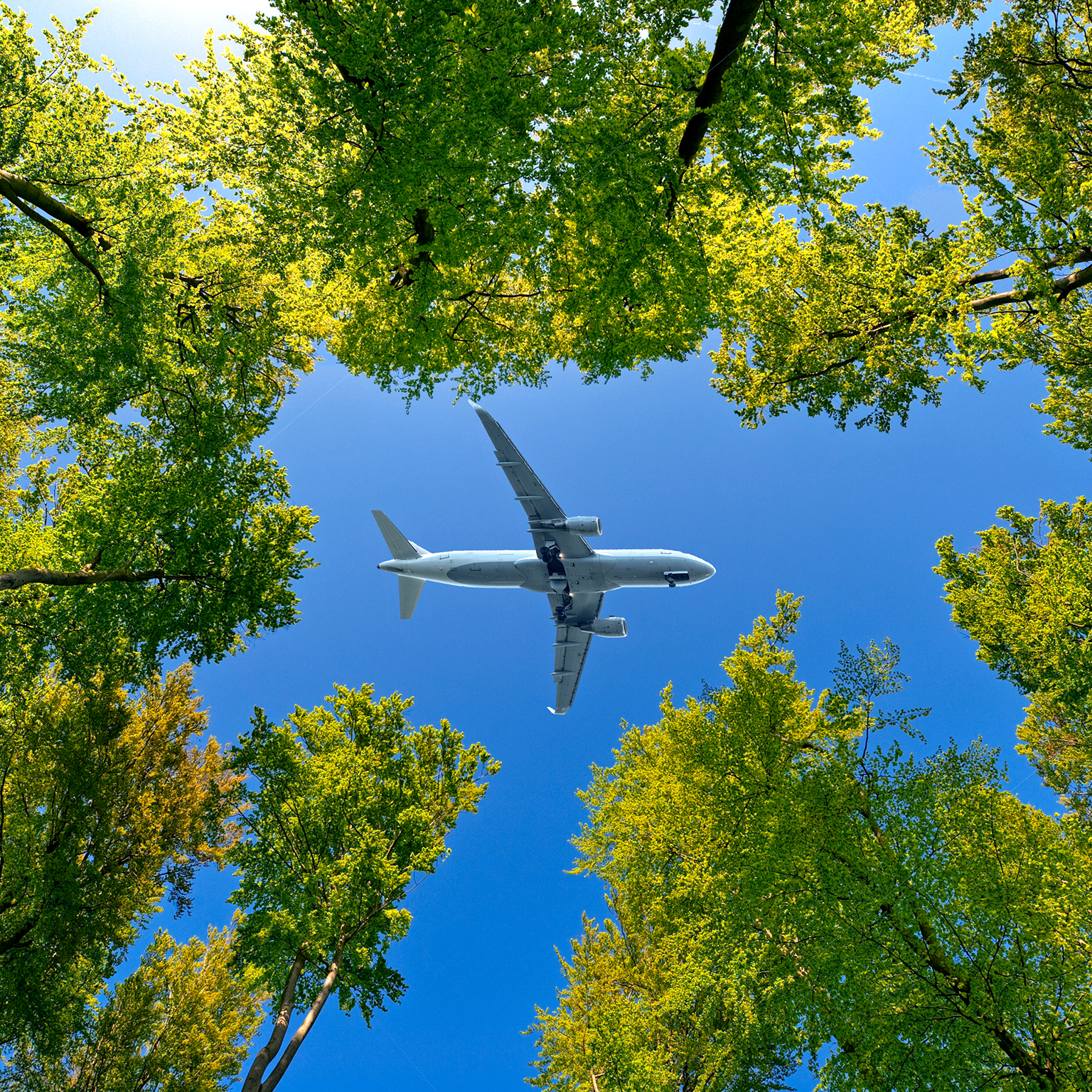 Airplane flying overhead against blue sky between trees