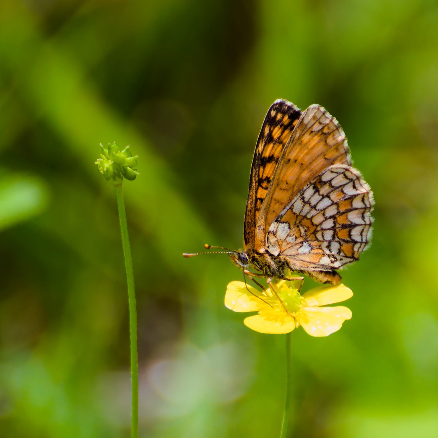 Close-up photo of a butterfly perched on a flower