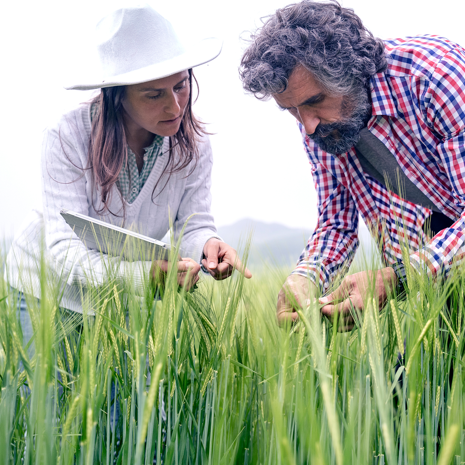 Farmers with digital tablet examining wheat field.
