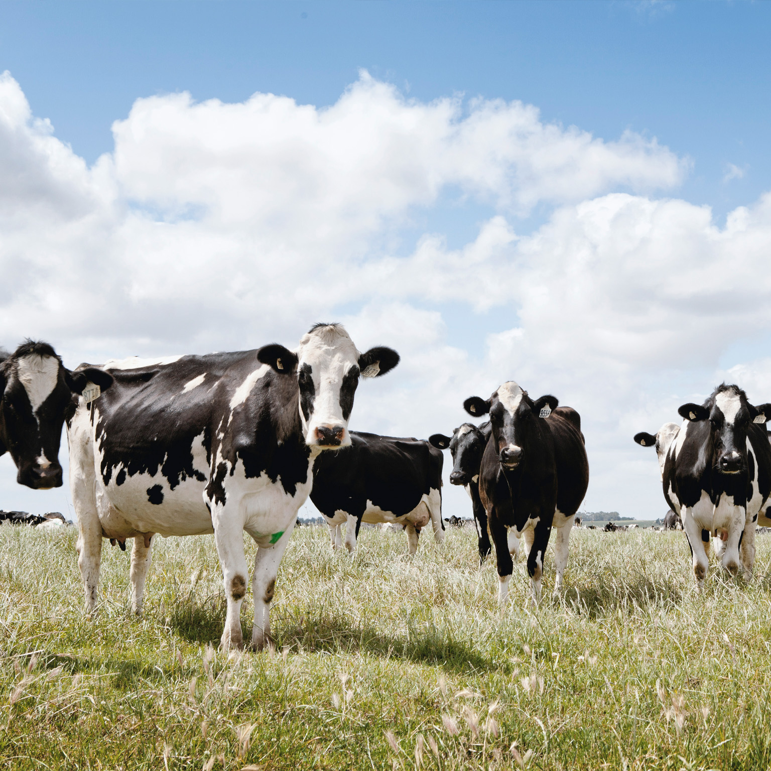 How the COVID-19 pandemic has changed dairy preferences among US consumers