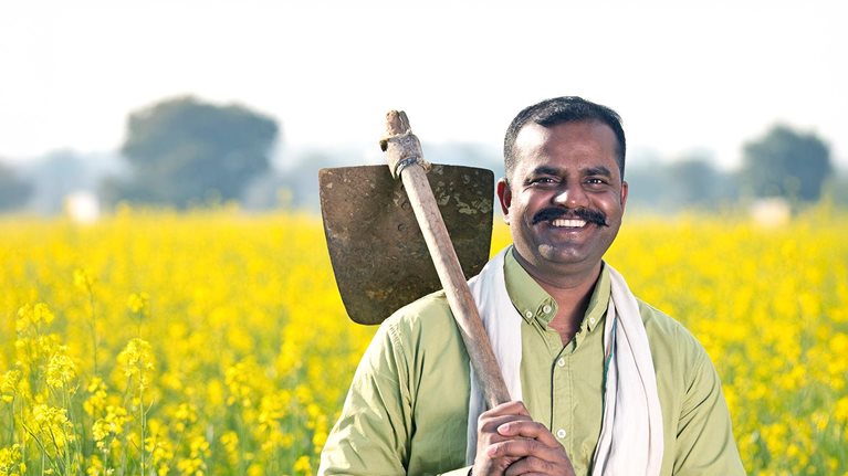 Farmer in oilseed rape agricultural field