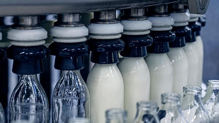 Milk bottles filling and capping