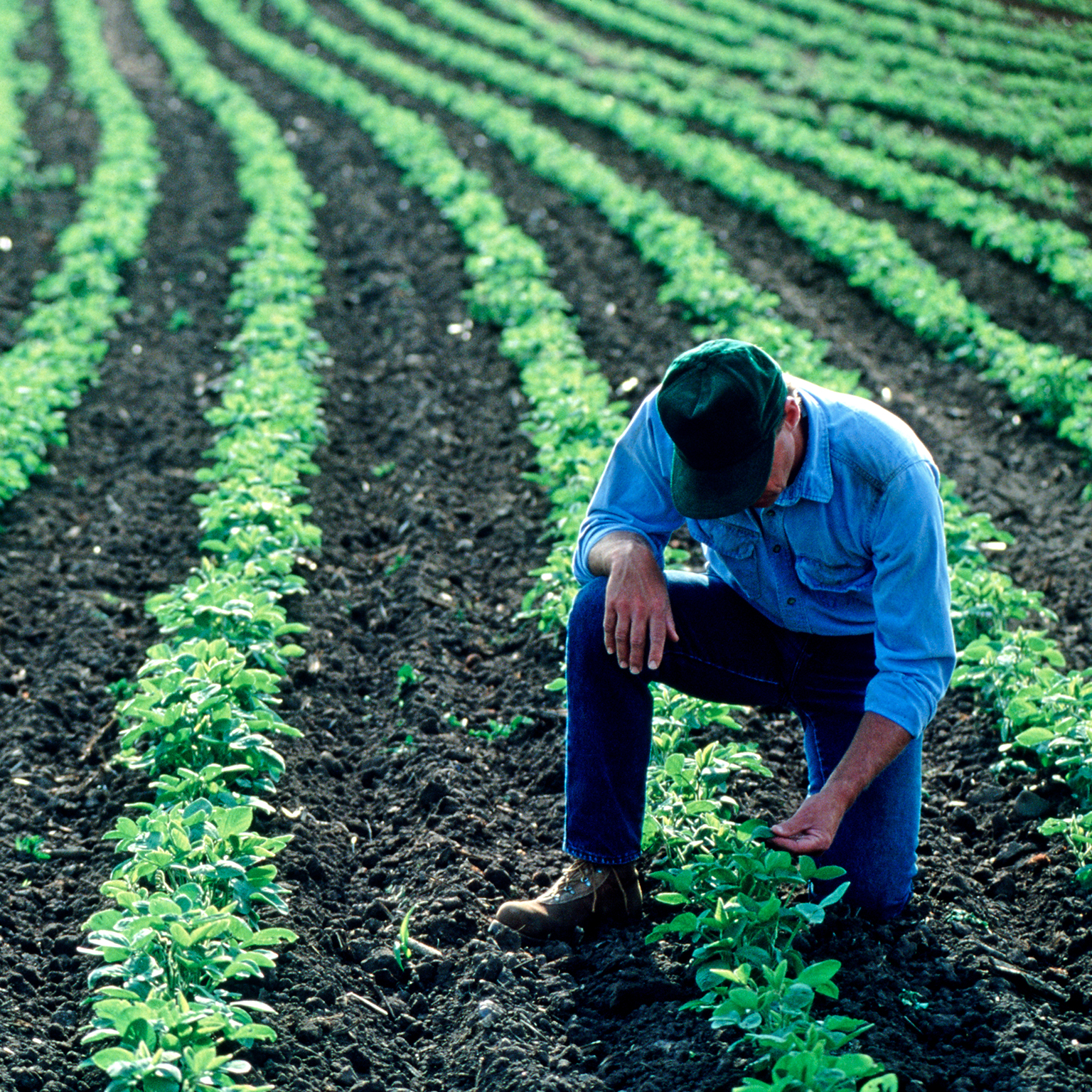 Farmer inspecting his soybean field