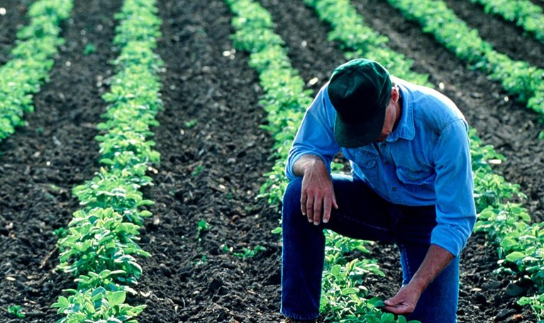 Farmer inspecting his soybean field