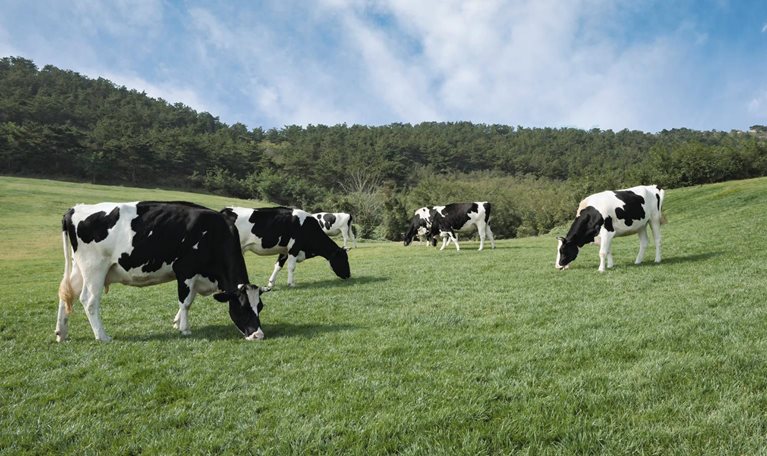 What US dairy executives learned from the pandemic