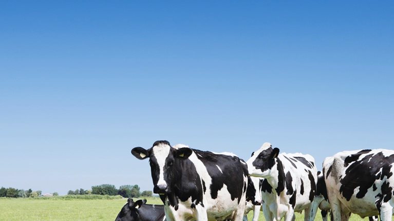 What’s ahead for the dairy industry