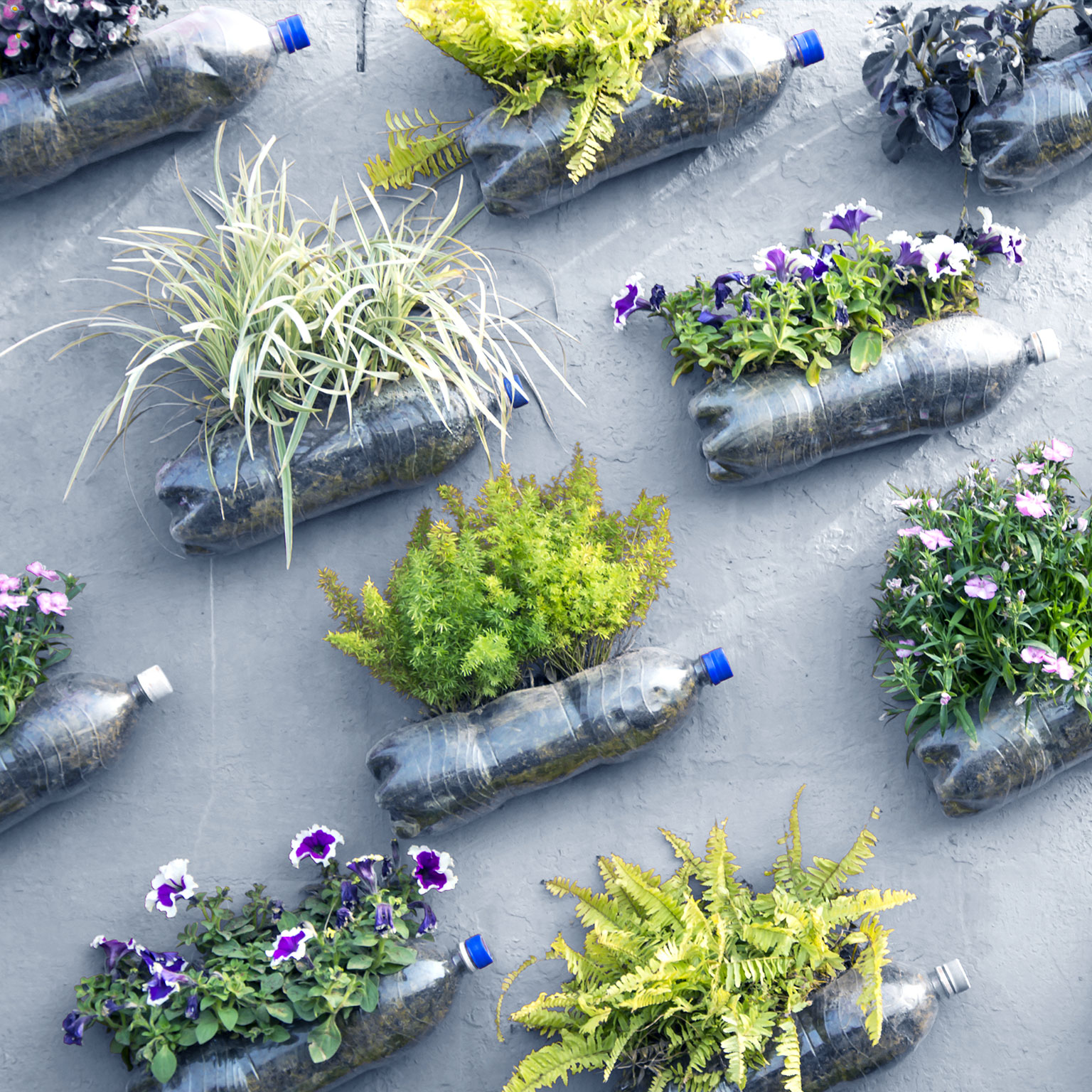 Plastic pop bottle wall garden