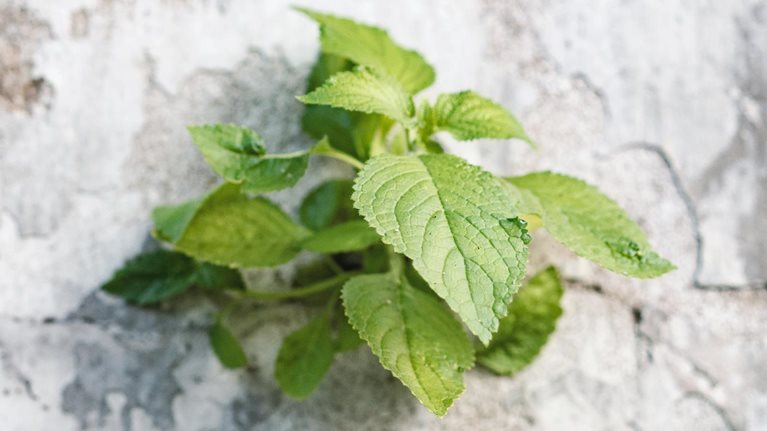 Plant growing through concrete