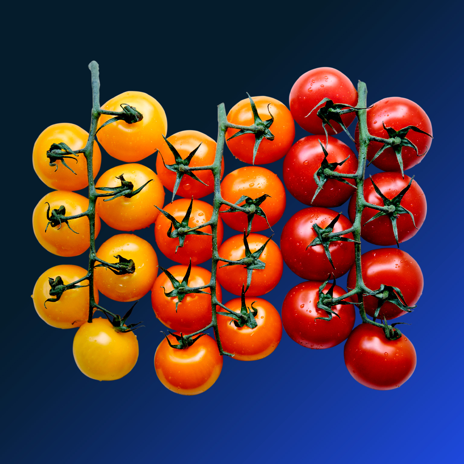 Tomatoes on the stem