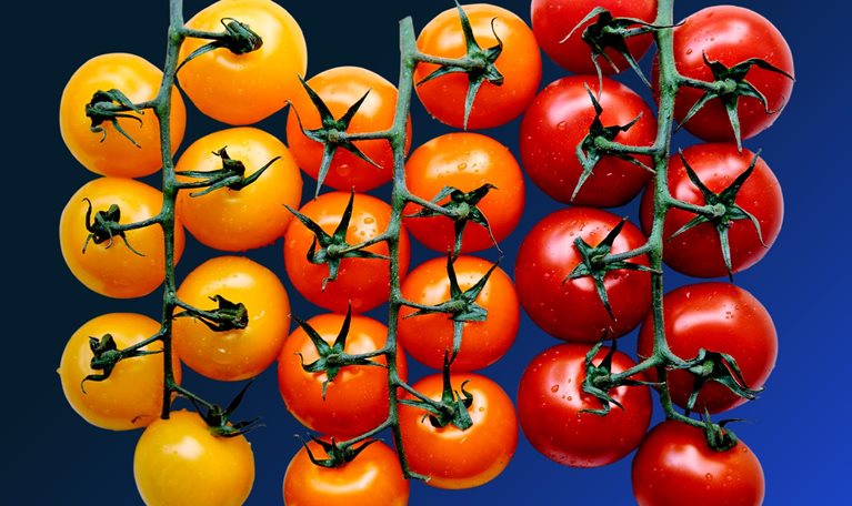 Tomatoes on the stem