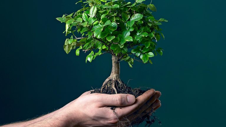 Man holding bonsai tree sapling