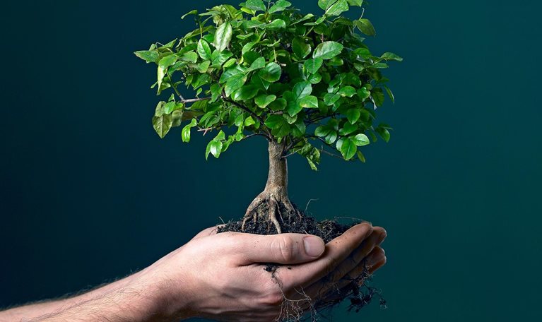 Man holding bonsai tree sapling