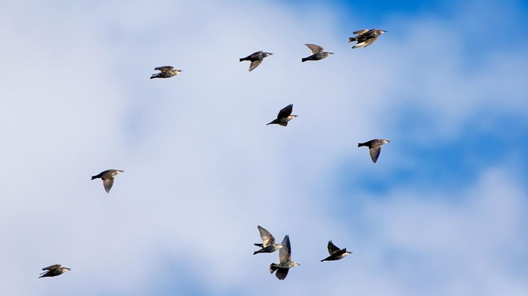 Huge groups of starlings (Sturnidae) in the sky that move in shape-shifting clouds before the night.